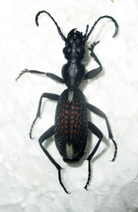 Cypholoba