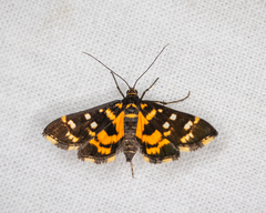 Diathrausta ochreipennis