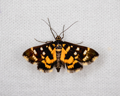 Diathrausta ochreipennis