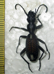 Cypholoba
