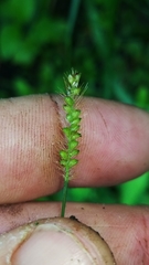 Setaria pallide-fusca