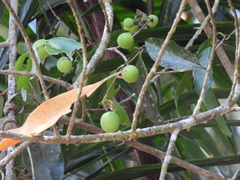 Salacia disepala
