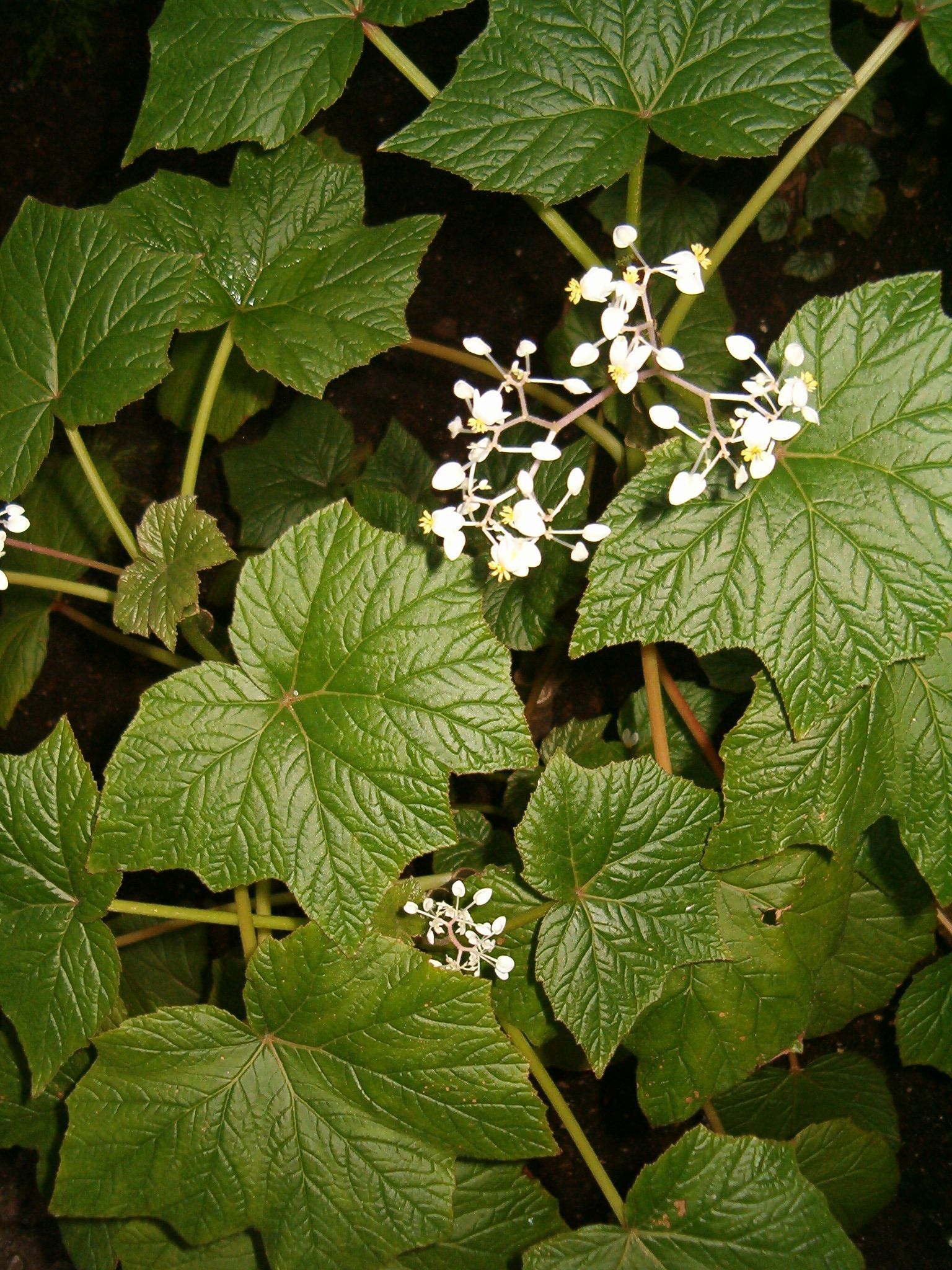 Begonia reniformis