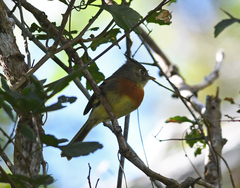 Xenotriccus callizonus