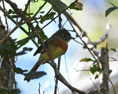 Xenotriccus callizonus