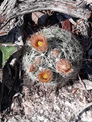 Mammillaria barbata
