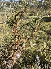 Hakea vittata