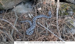 Vipera latastei