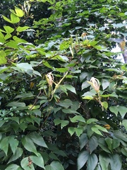 Bauhinia forficata