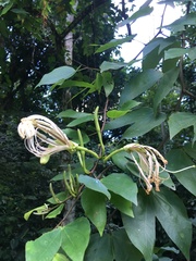 Bauhinia forficata