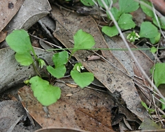 Viola cleistogamoides