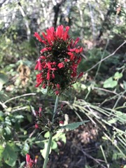 Russelia verticillata