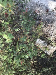 Russelia verticillata