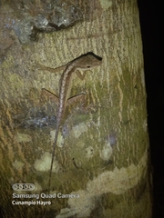 Anolis tropidogaster