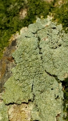 Pertusaria hymenea