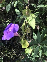 Ipomoea leucotricha