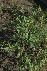Chenopodium acerifolium