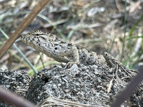 Wang’s garden lizard, Calotes wangi