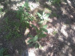 Exhalimolobos weddellii