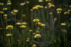 Coronidium gunnianum