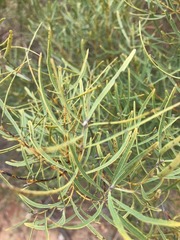 Euclea linearis