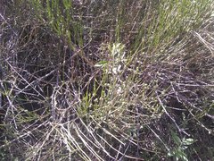 Ephedra americana