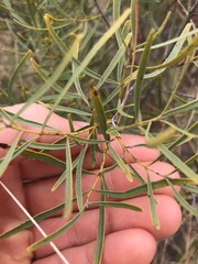 Euclea linearis