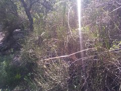 Ephedra americana