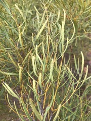 Euclea linearis