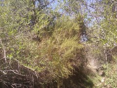 Ephedra americana