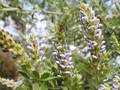 Psoralea spicata