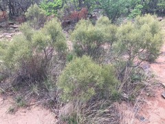 Euclea linearis