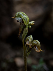 Pterostylis aciculiformis