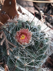 Mammillaria barbata