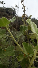 Malacothamnus davidsonii