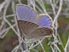 Eicochrysops messapus