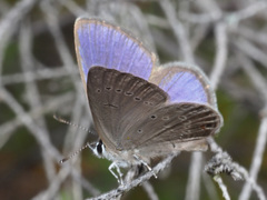 Eicochrysops messapus