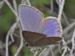 Eicochrysops messapus