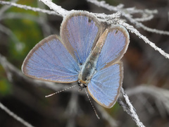 Eicochrysops messapus