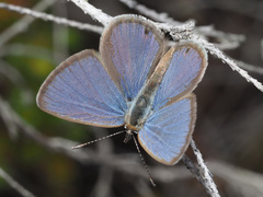 Eicochrysops messapus