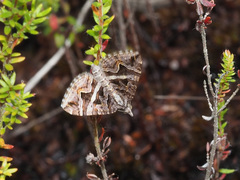 Haplolabida inaequata