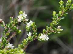 Lachnaea ericoides