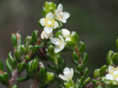 Lachnaea ericoides