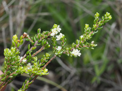 Lachnaea ericoides