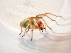 Eutittha stratiotica