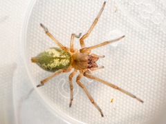 Eutittha stratiotica