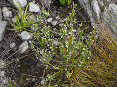 Lachnaea ericoides