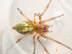 Eutittha stratiotica