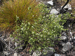 Lachnaea ericoides