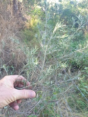 Cassinia laevis